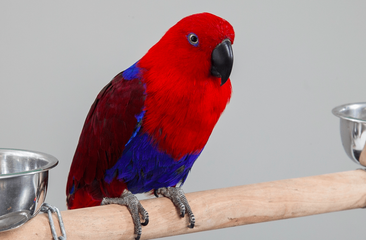 Gallery Atlanta Fancy Feathers