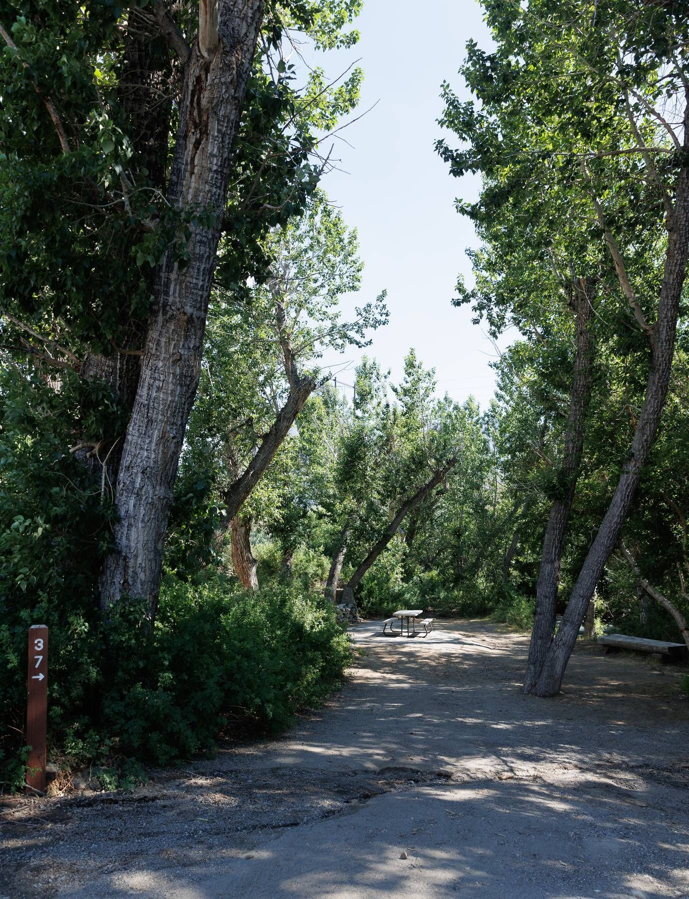 A dirt road going through a forest with trees and a sign that says no parking