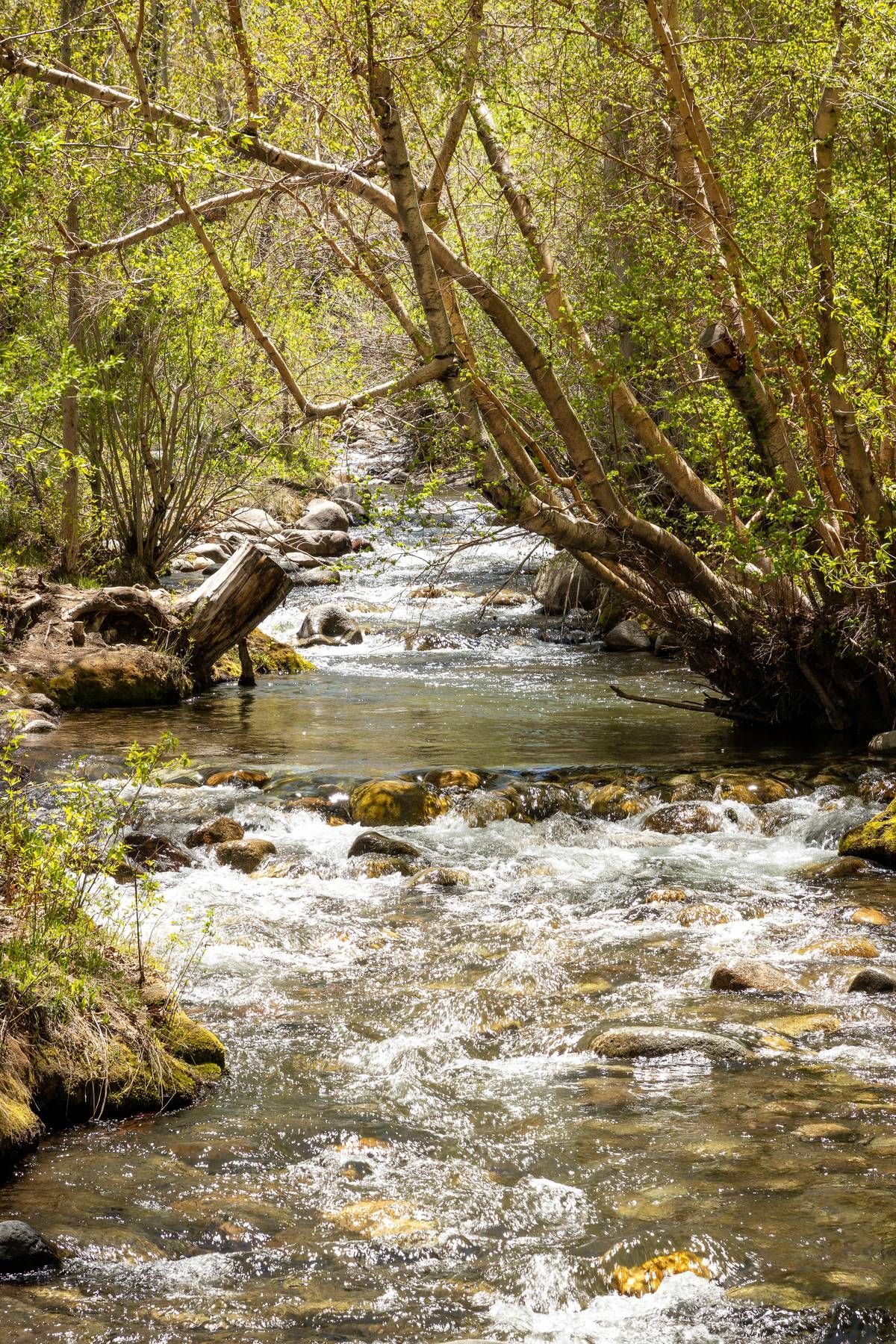 A river flowing through a forest surrounded by trees and rocks.