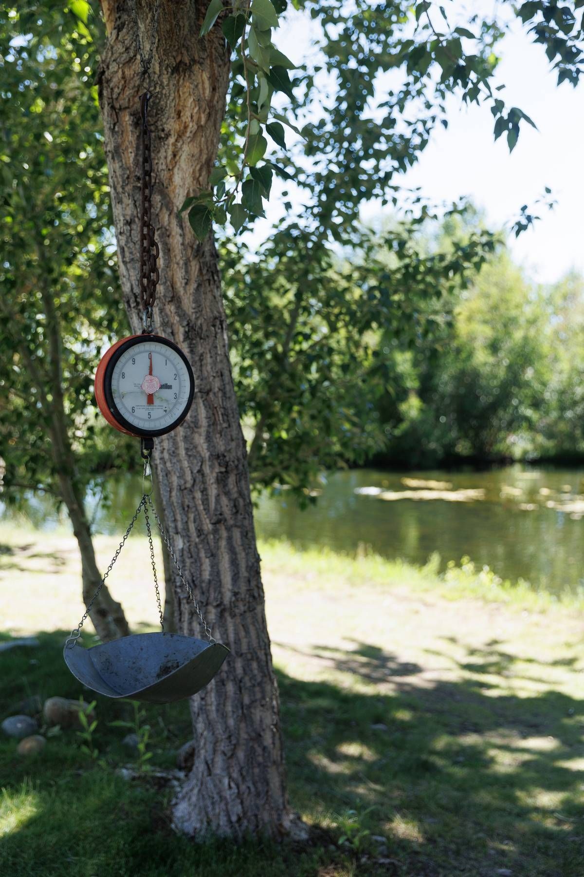 A clock is hanging from a tree next to a river.