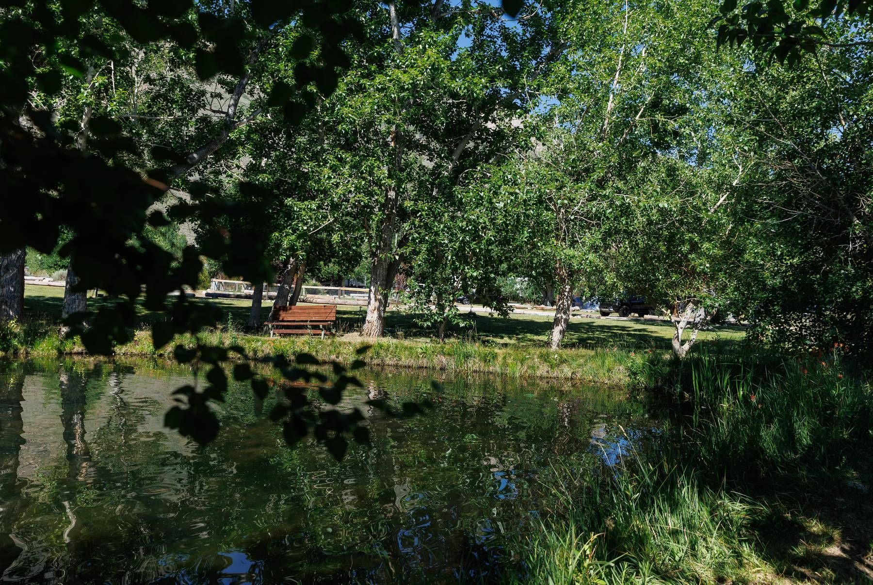 A lake surrounded by trees and grass in a park