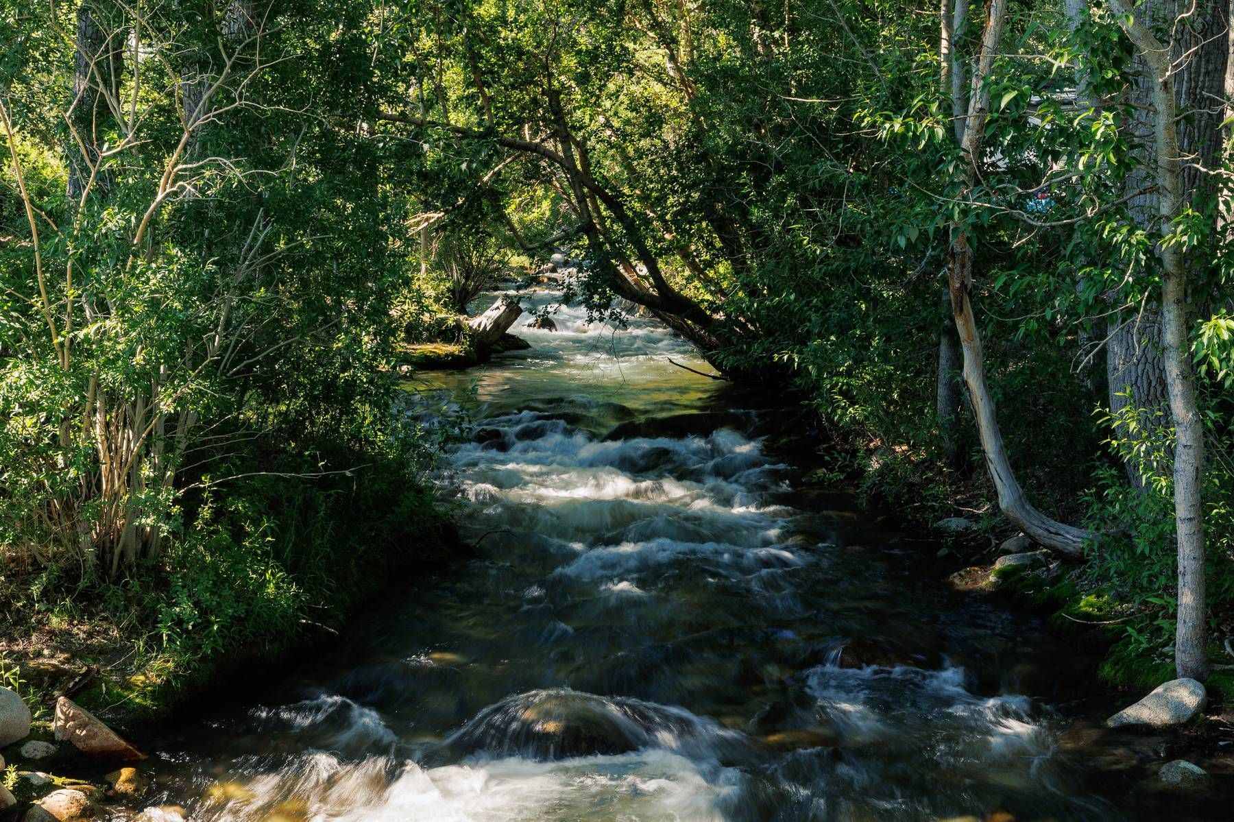 A river flowing through a forest surrounded by trees