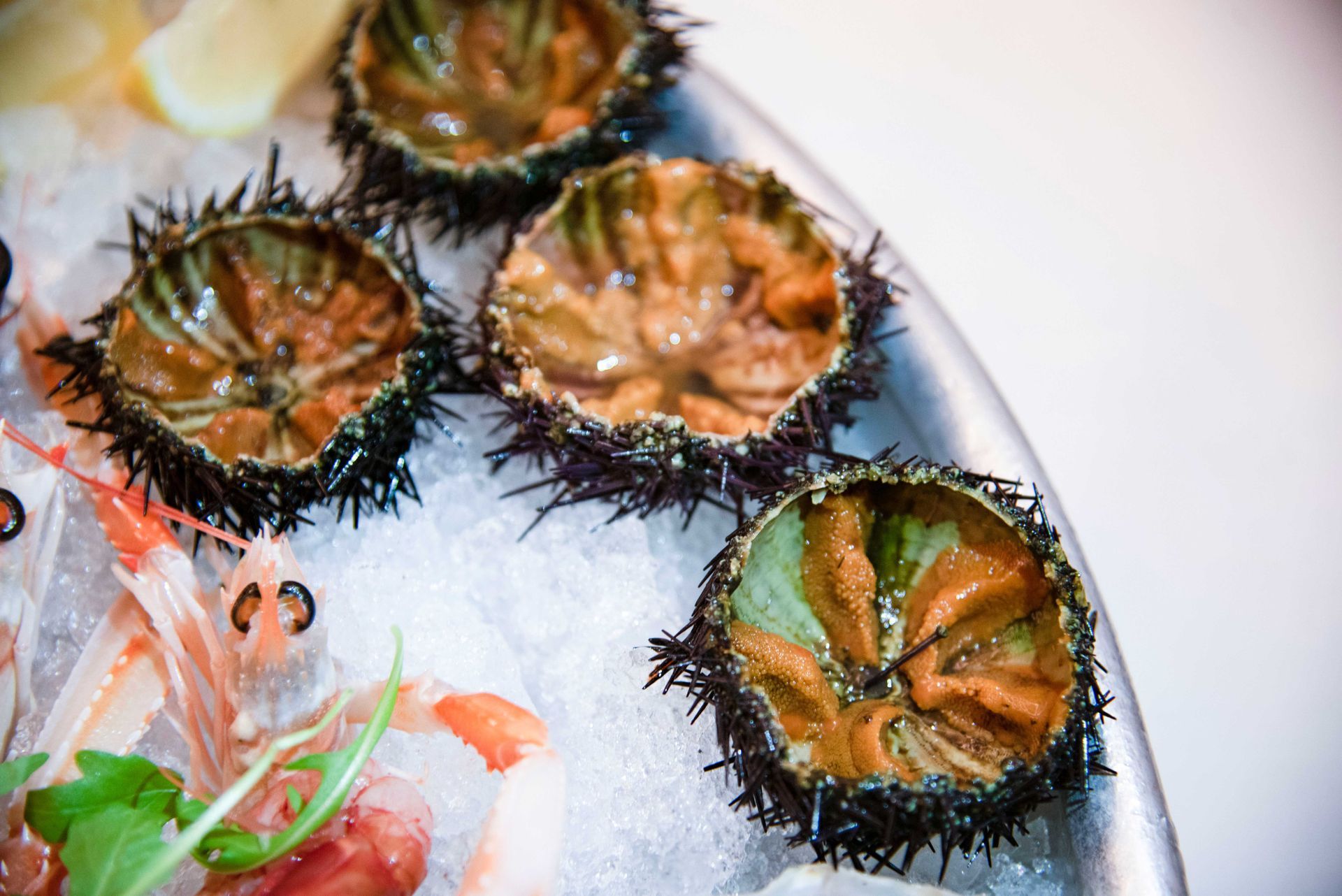 Ricci di mare su ghiaccio con gamberetti, primo piano.