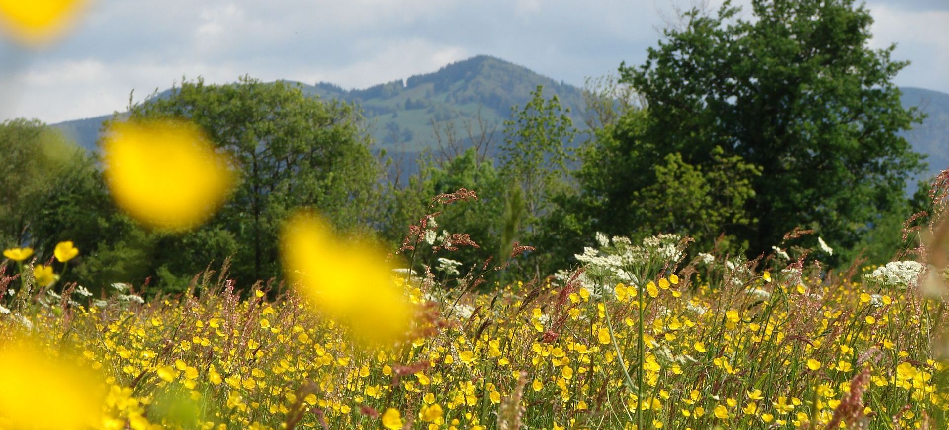 Blick auf den Hinterwaldkopf