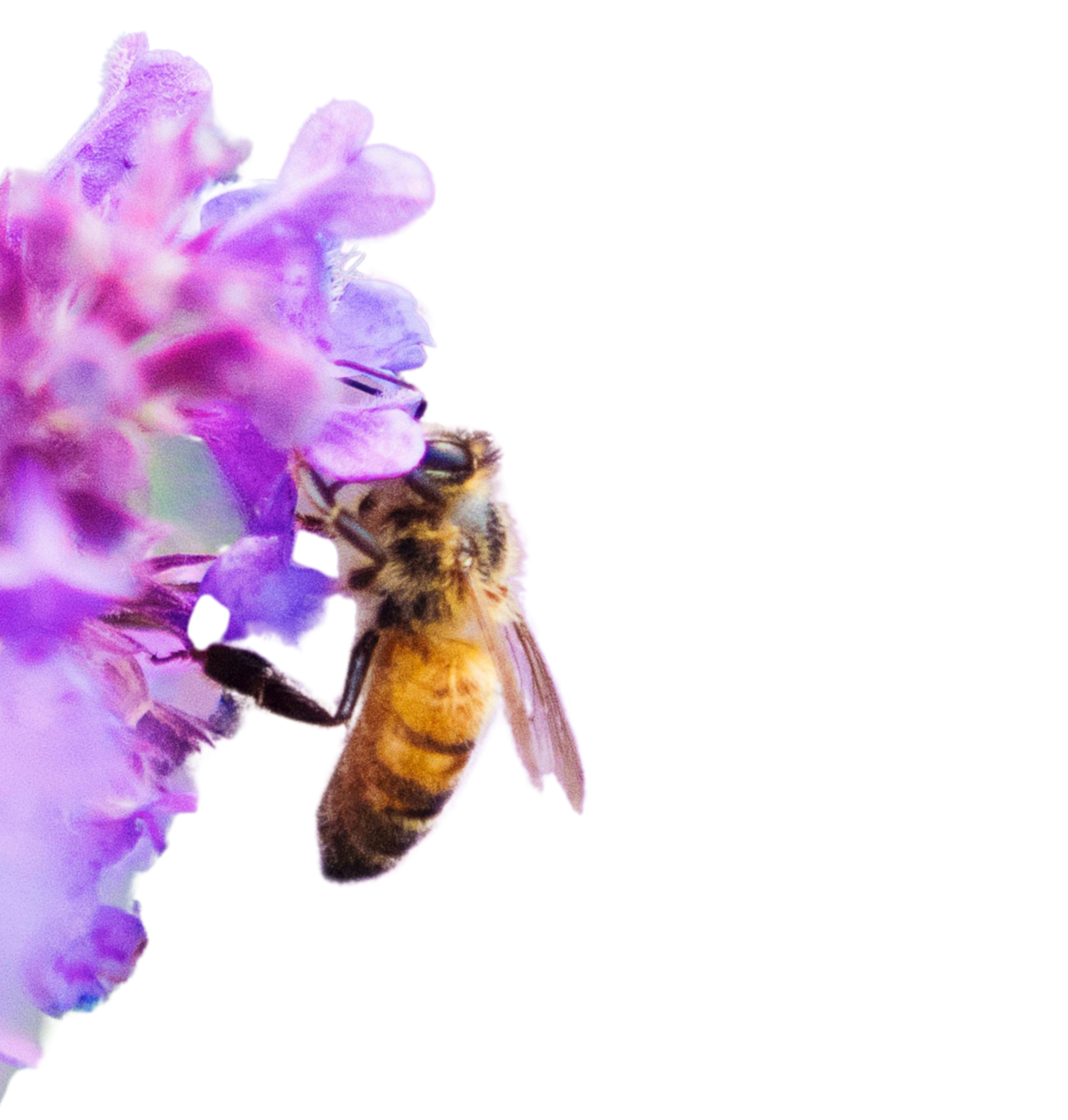 Home [www.bee-mindfultherapy.com]
