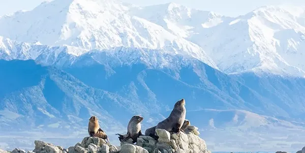 Christchurch to Kaikōura