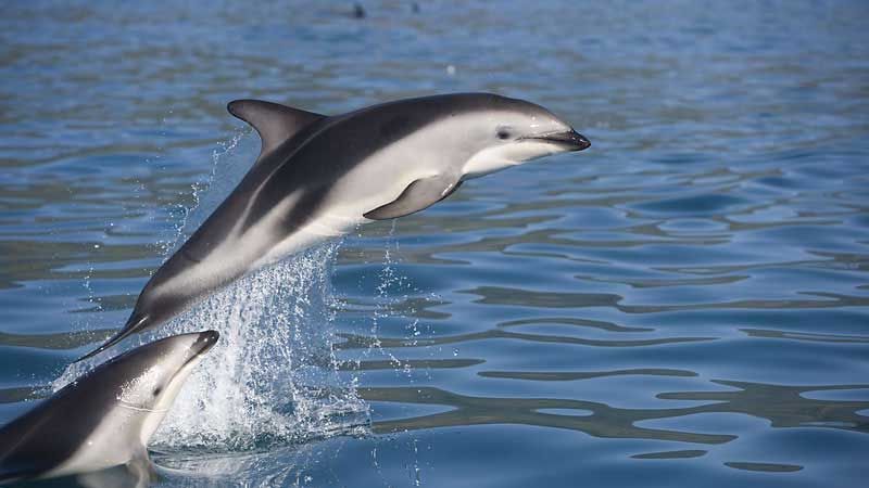 The Whale Train experience that Journeys from Christchurch through Kaikoura and back to Christchurch
