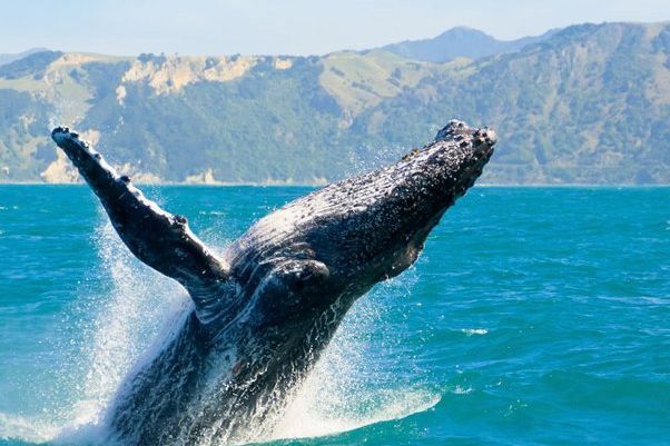 The Whale Train experience that Journeys from Marlborough Christchurch to Kaikoura in the south island of New Zealand