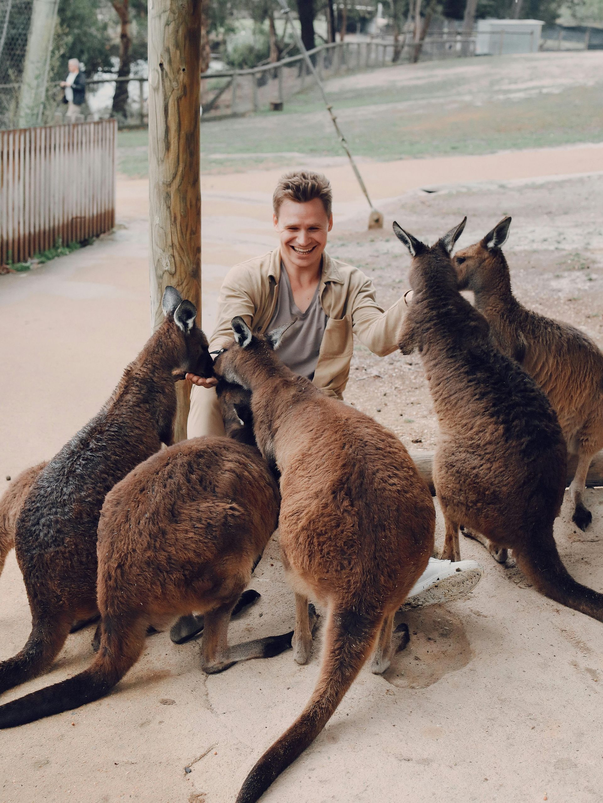 Person smiling and feeding three kangaroos outdoors at a wildlife park