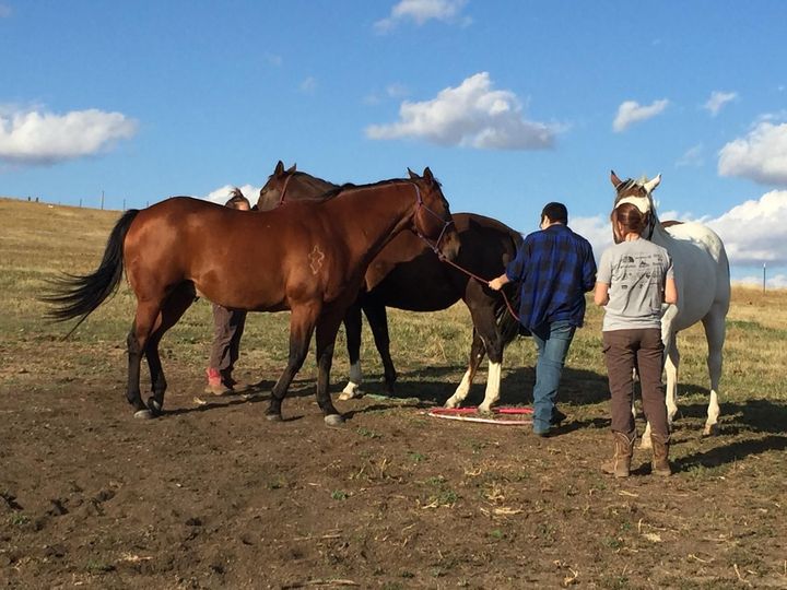 Two people work with three horses in an open field under a blue, partly cloudy sky.