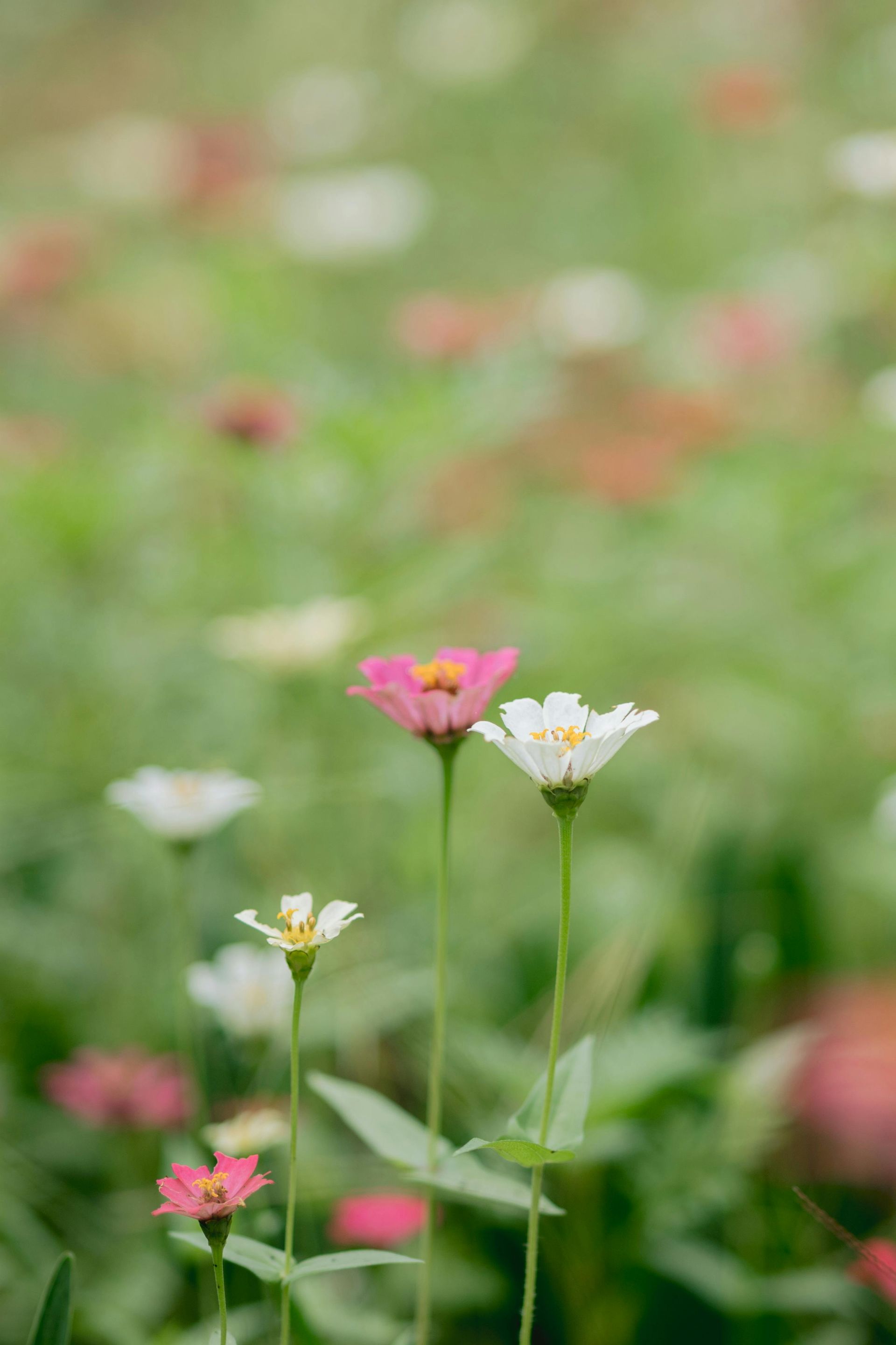 Flower meadow
