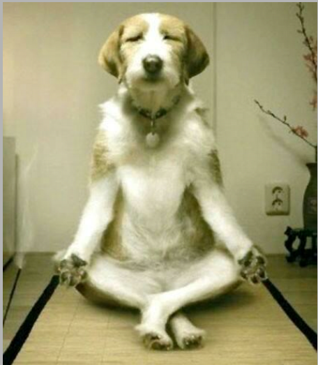Zen Dog