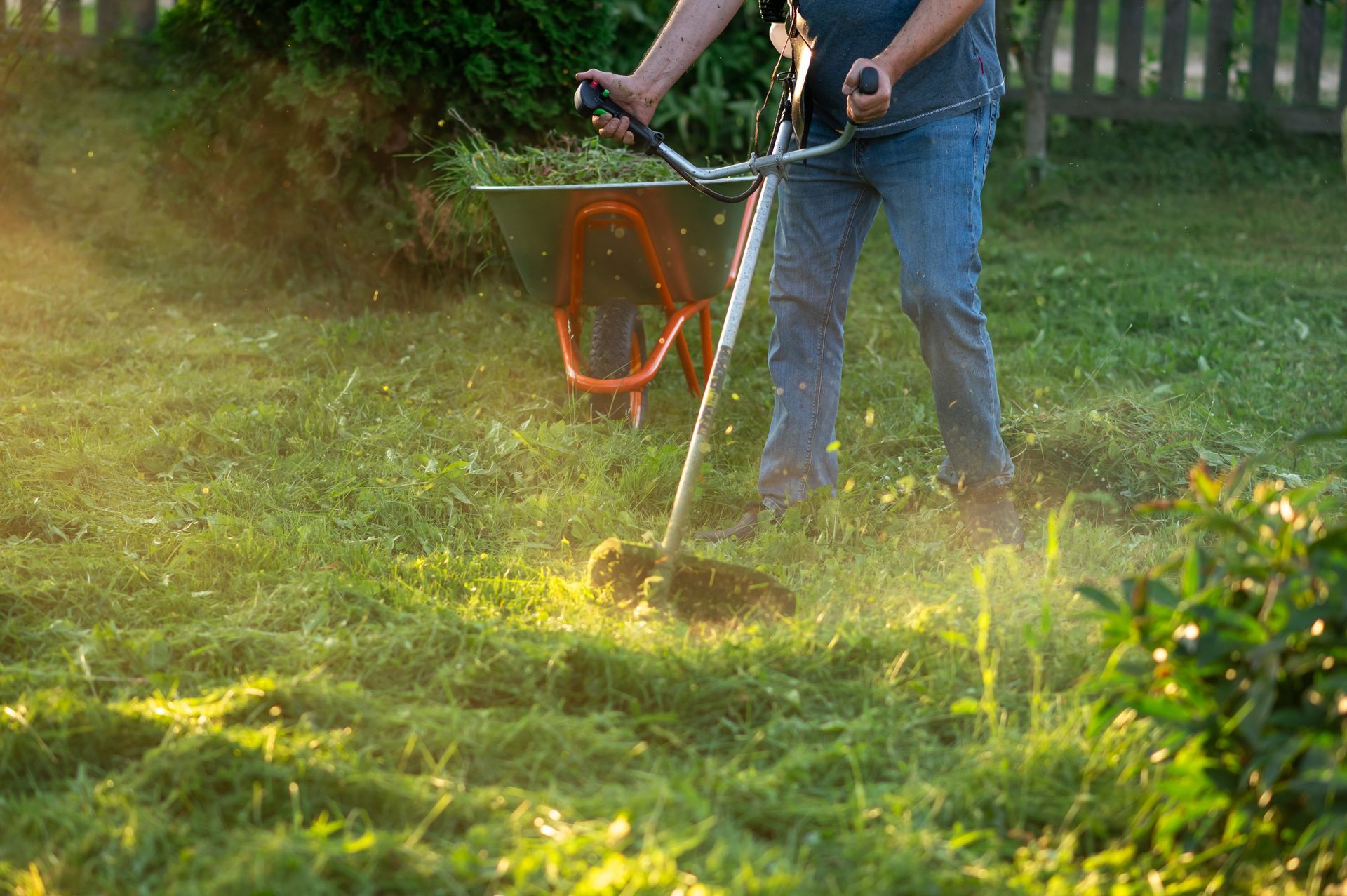 Person using a string trimmer to cut grass, with clippings spraying in a sunny yard