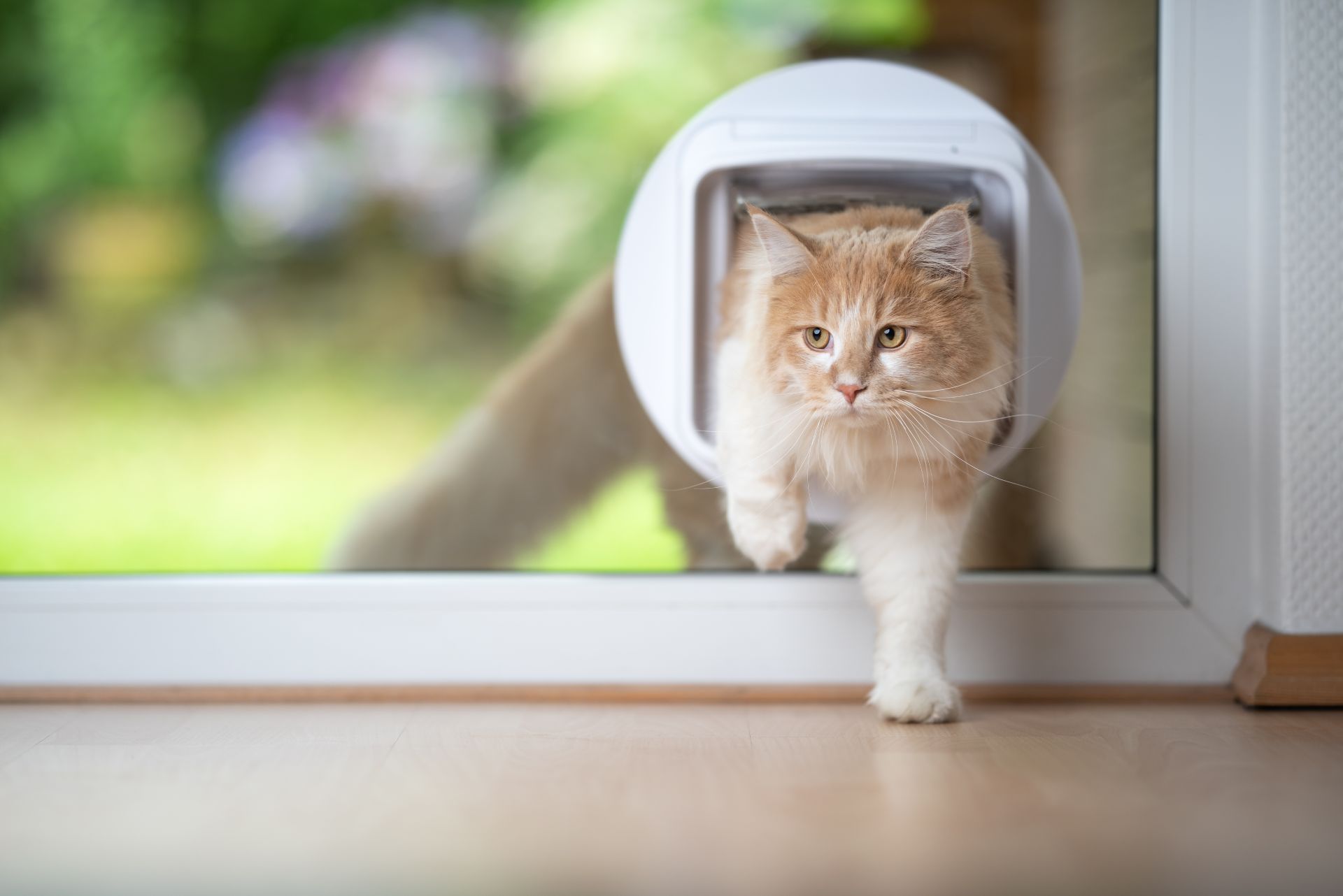 cat coming through the cat door