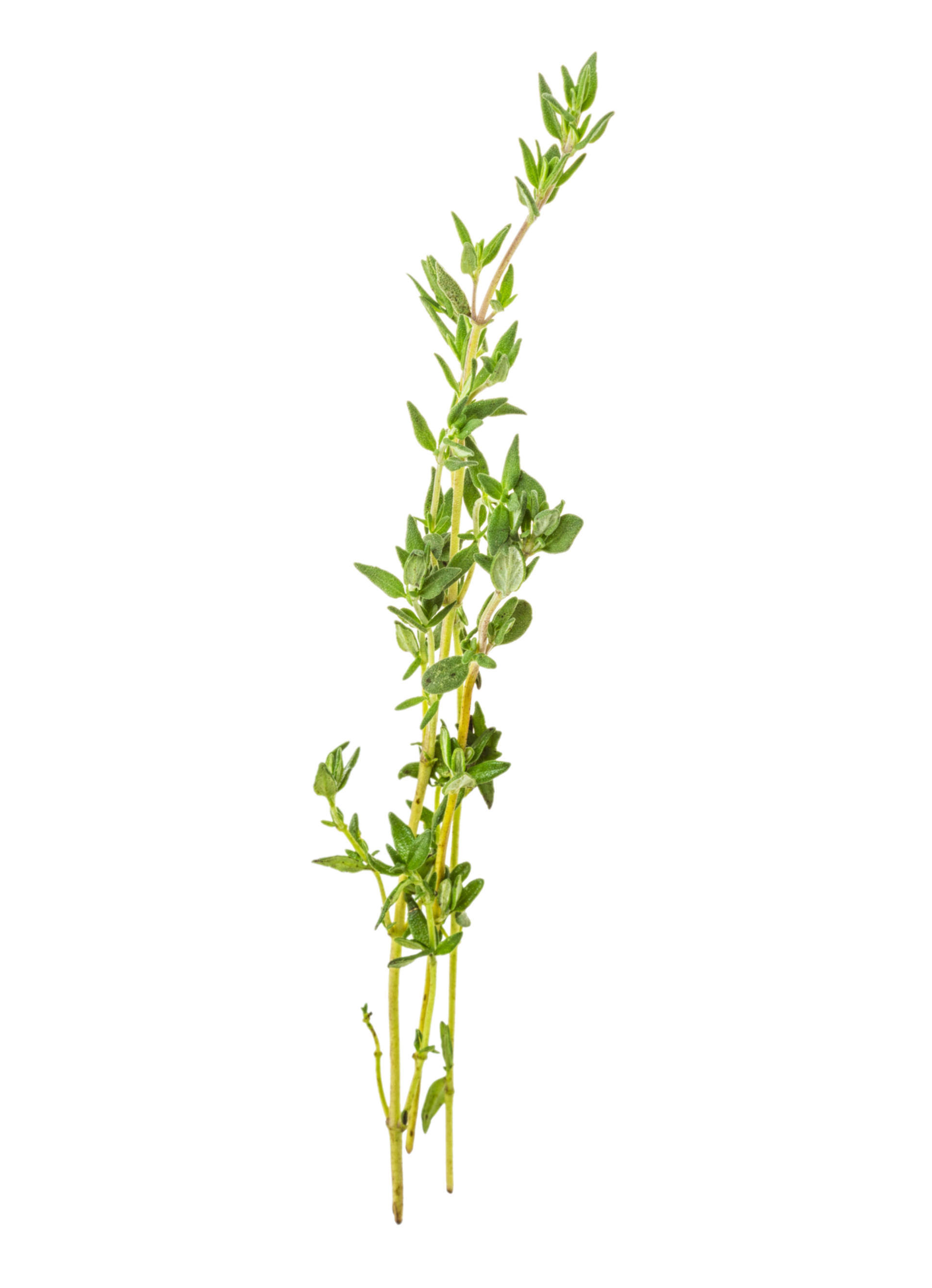 Frischer Thymianzweig mit kleinen grünen Blättern auf weißem Hintergrund.