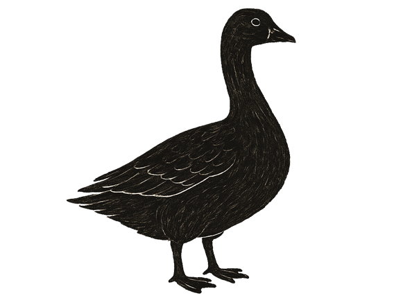 Schwarze Gans, aufrecht stehend, mit gebogenem Hals und dunklem Schnabel.