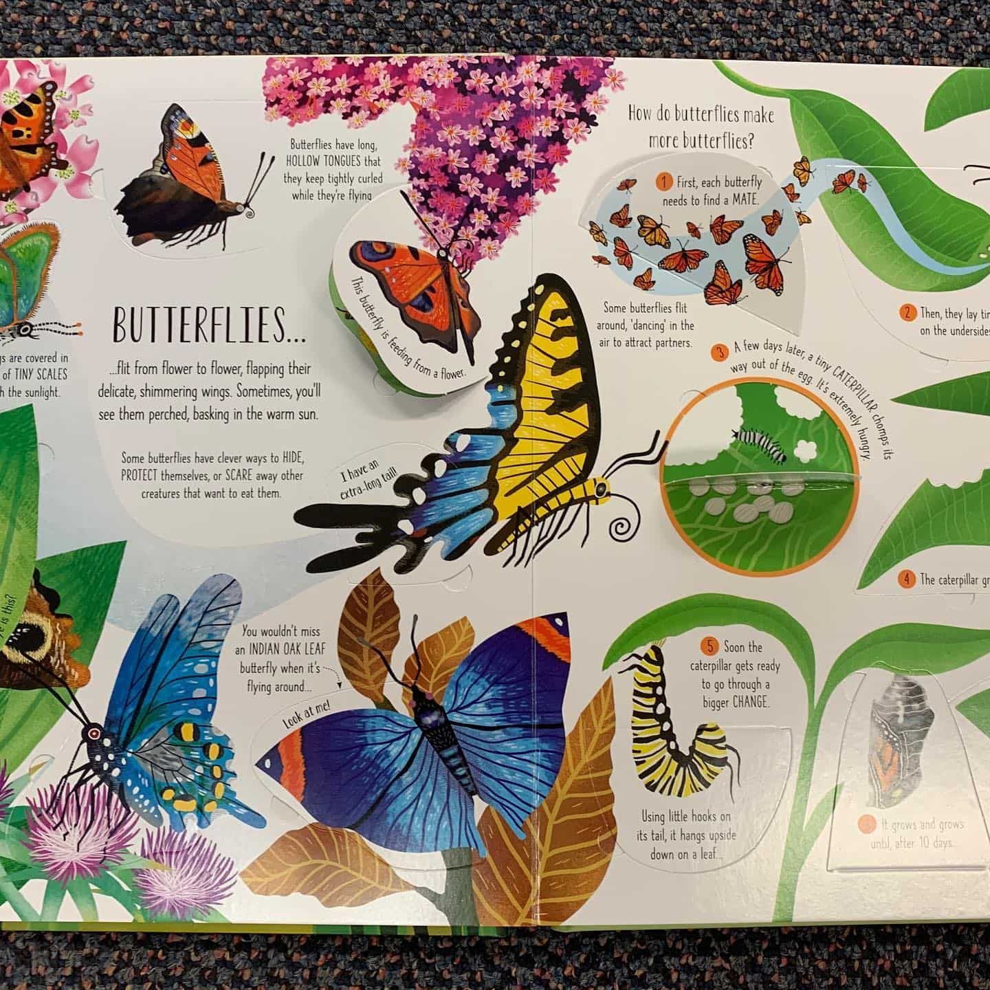 Colourful Pop-up Book Page About Butterflies — Decadence Gifts & Homewares in Springsure, QLD