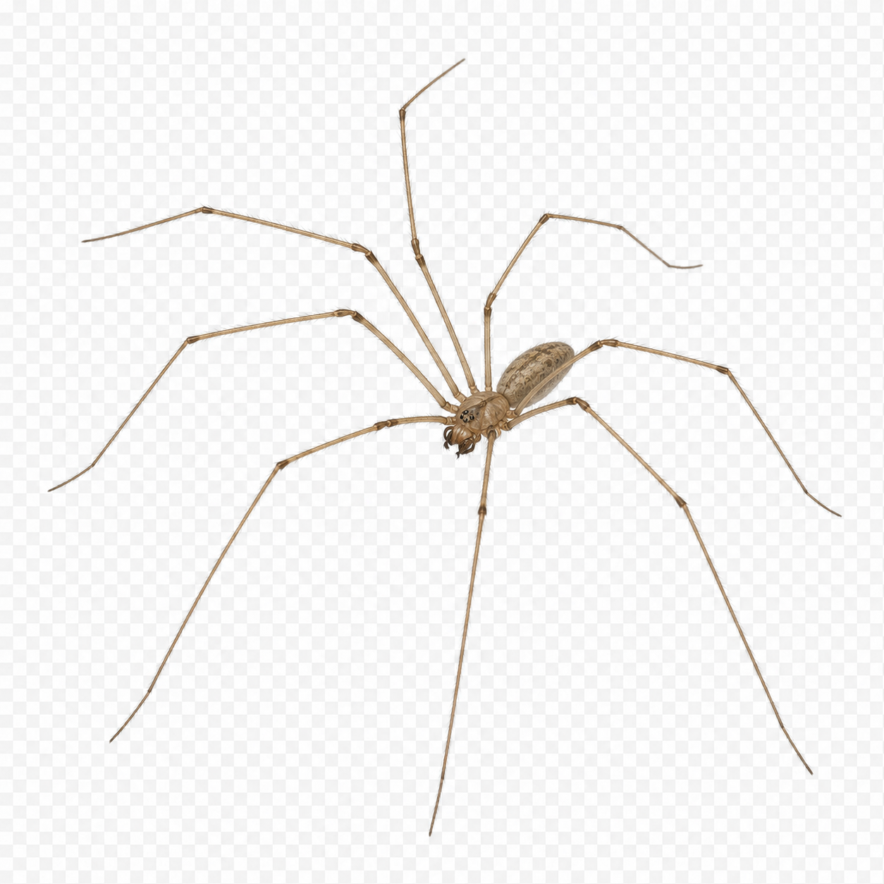 Cellar Spider