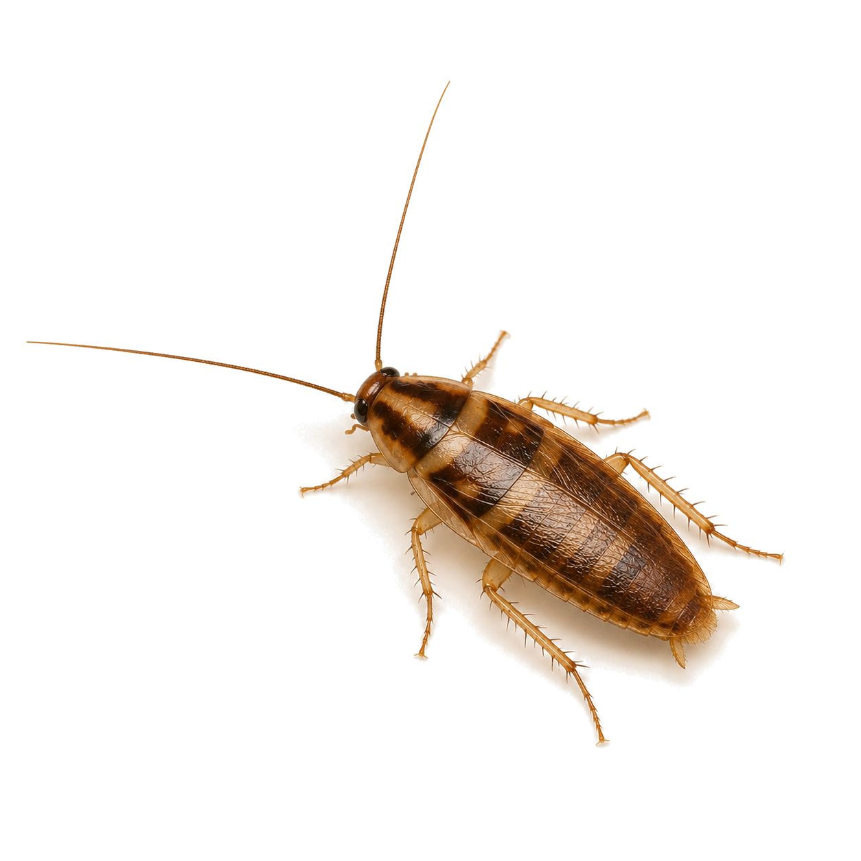 Brown Banded Cockroach