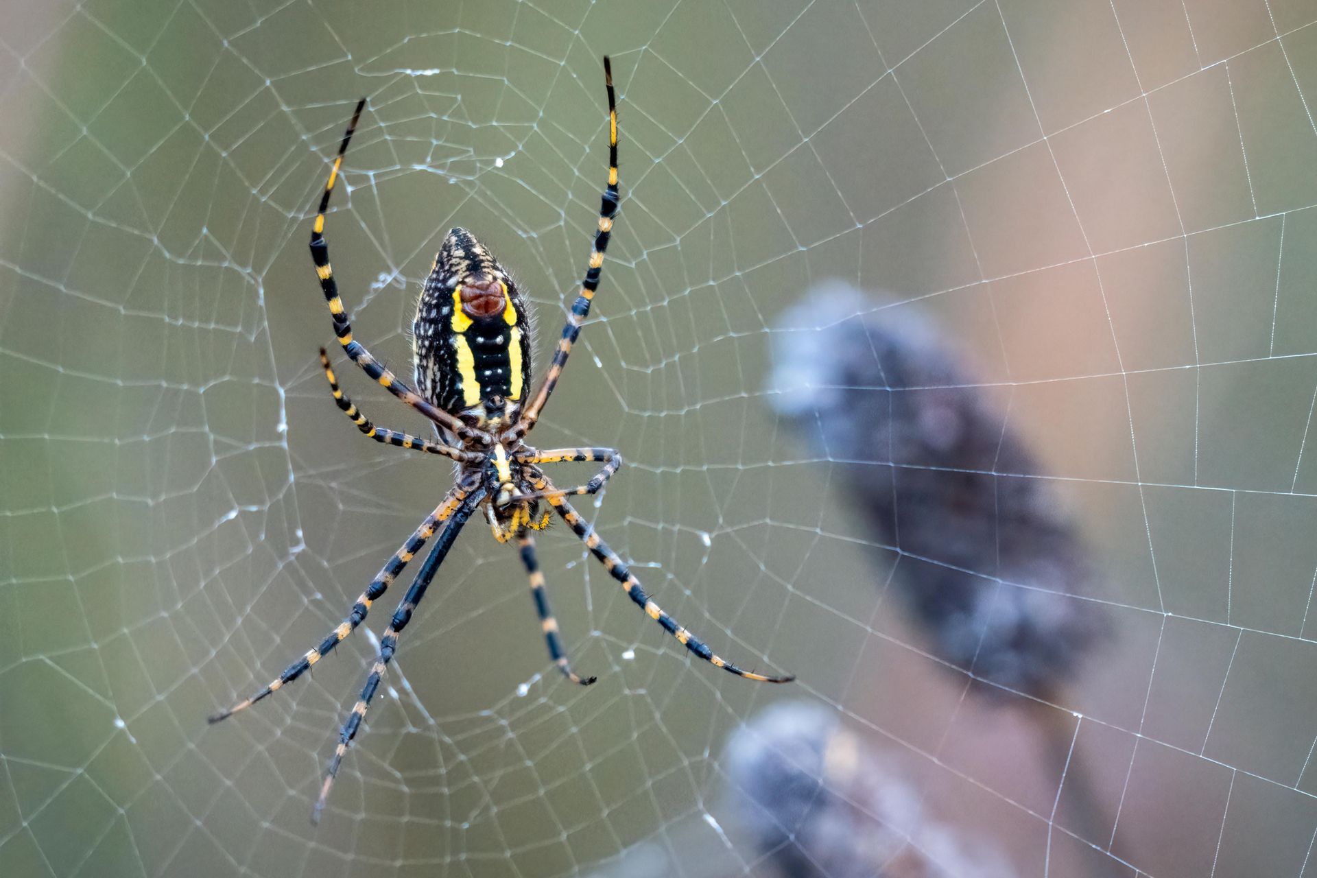 Garden Spider