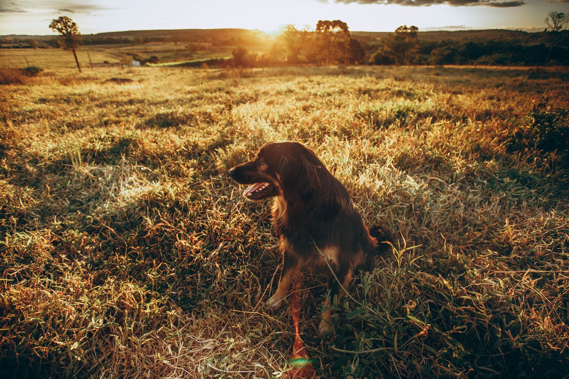 Dog standing in golden grass at sunset in a sunlit field