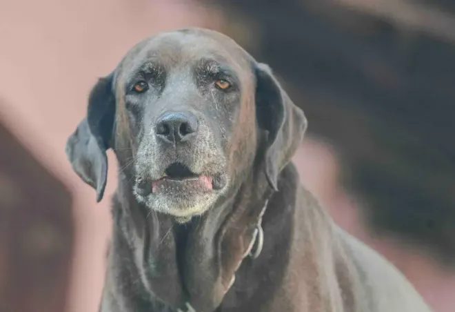 Black dog with gray muzzle looking at the camera against a blurred background
