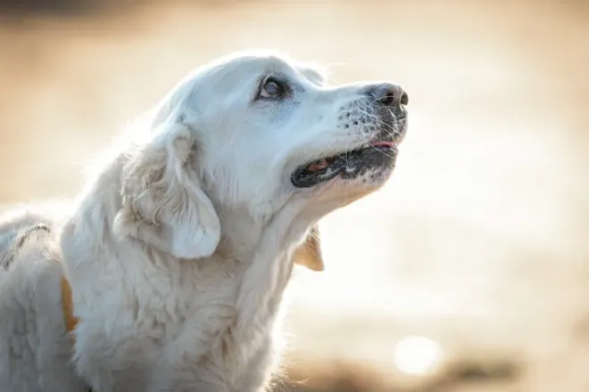 White dog looking up outdoors in soft sunlight