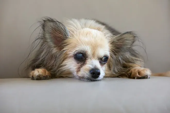 Small fluffy dog with tan and white fur resting on a couch, looking sleepy.