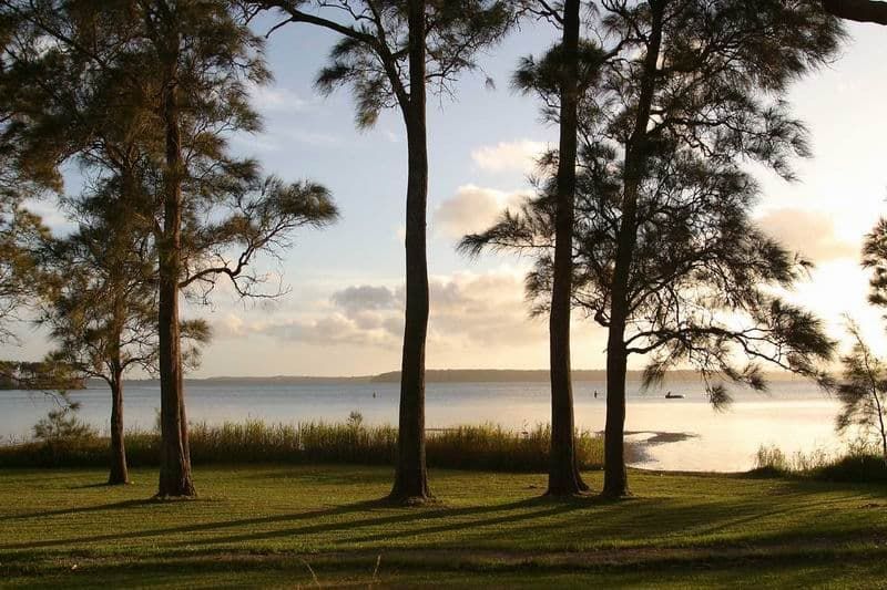 A Row Of Trees In A Field With A Body Of Water In The Background — South Coast Glass In South Nowra, NSW