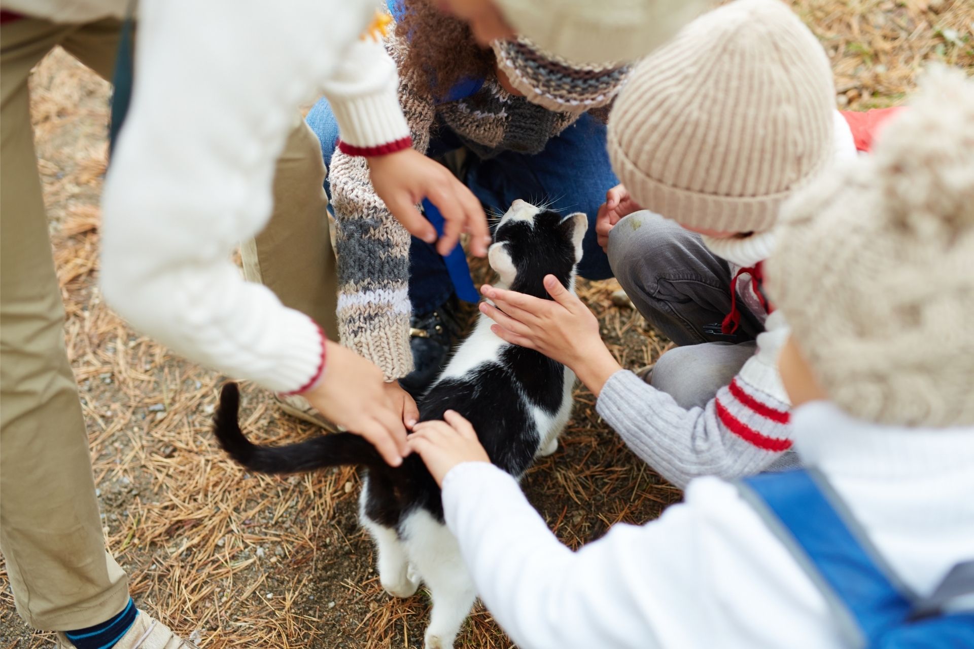 Florida Animal Rescue Organization Insurance