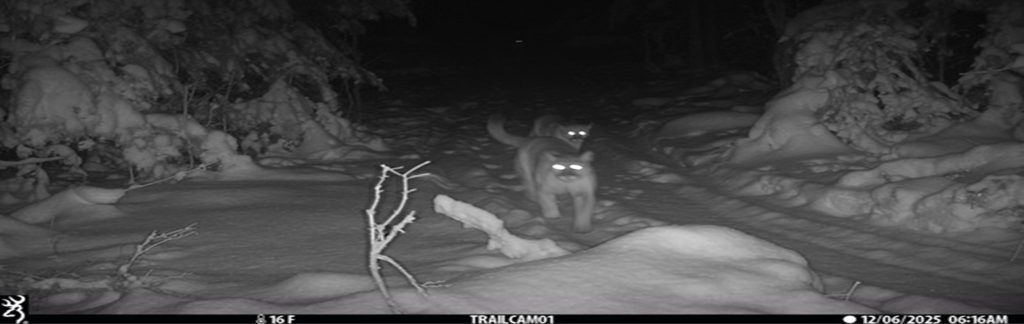 Night-vision trail camera view of a deer standing on a snowy path in the woods.