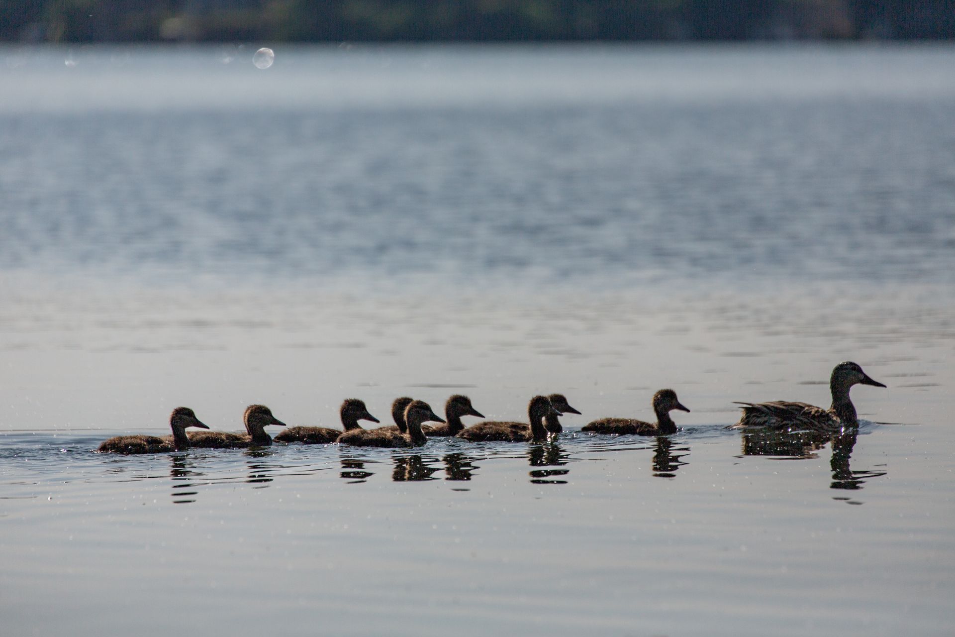 Duck family swimming in a calm lake, silhouetted against blue water at dusk
