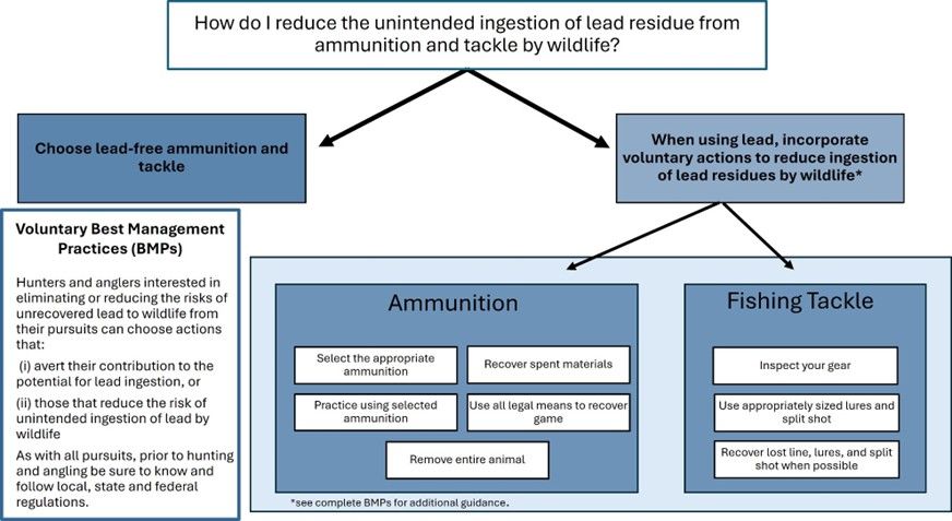 Flow chart demonstrating how hunters and anglers can lessen the unintended ingestion of lead from ammunition and tackle by wildlife, with blue and white boxes.  Text above flow chart describes each step in detail.