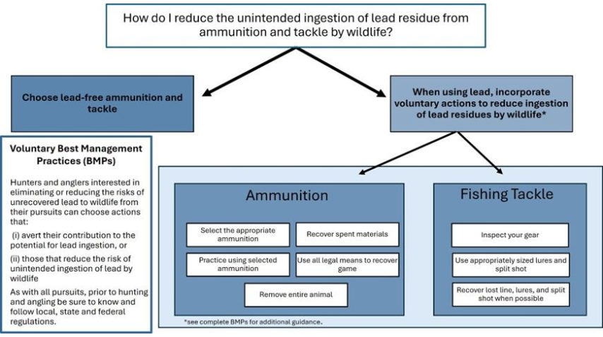 In blue and white boxes a decision tree, developed from text above, how hunters and anglers can lessen the unintended ingestion of lead from ammunition and tackle by wildlife.  