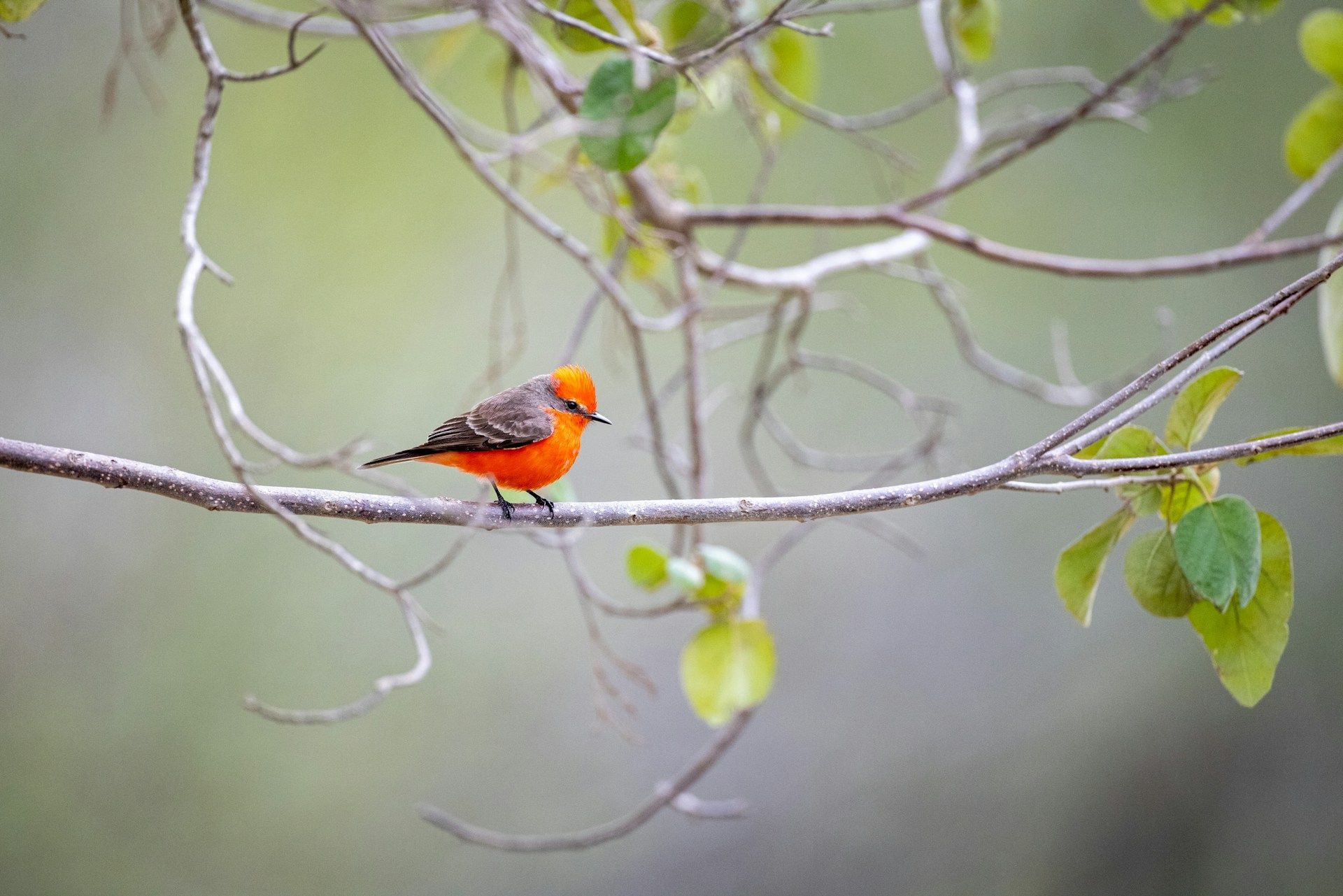 Orange bird perched on a thin branch amid green leaves and soft gray background