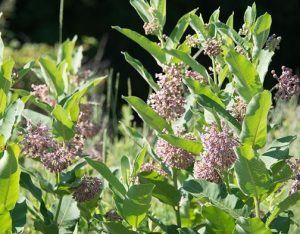 Green leafy plants with clusters of small purple flowers in sunlight