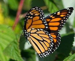 Orange monarch butterfly with black-and-white wings perched among green leaves