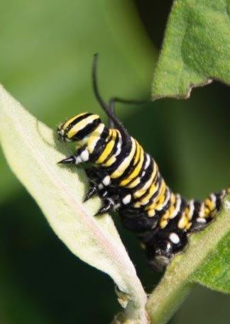 Black, yellow, and white caterpillar on a green leaf, curled along the edge