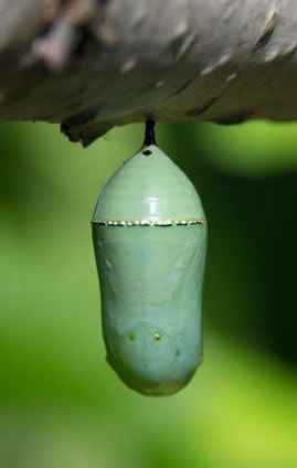 Green chrysalis hanging from a twig against a blurred green background