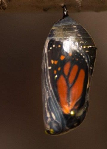 Black butterfly pendant with orange wings and white spots on a dark background