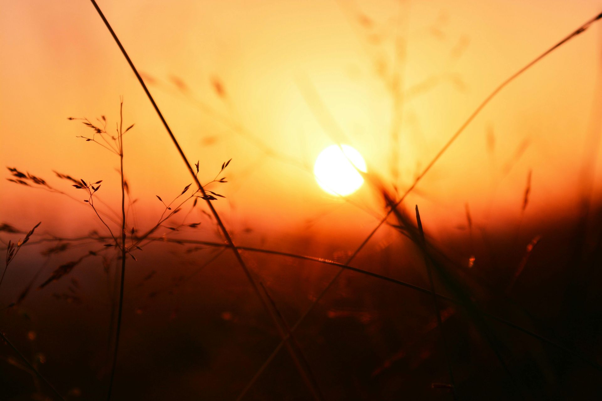 wheat field at sunset