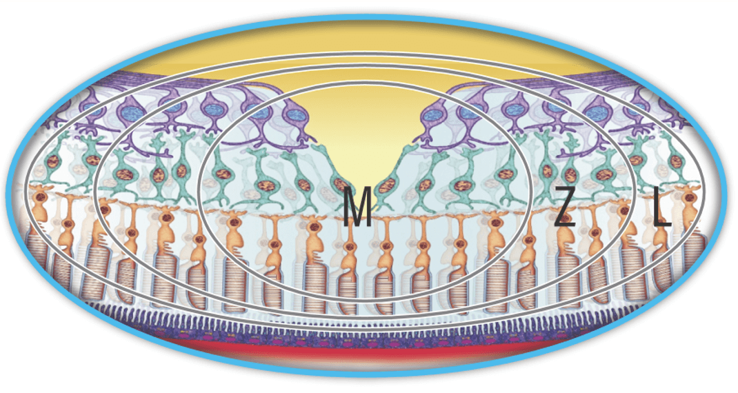 Magnified eye