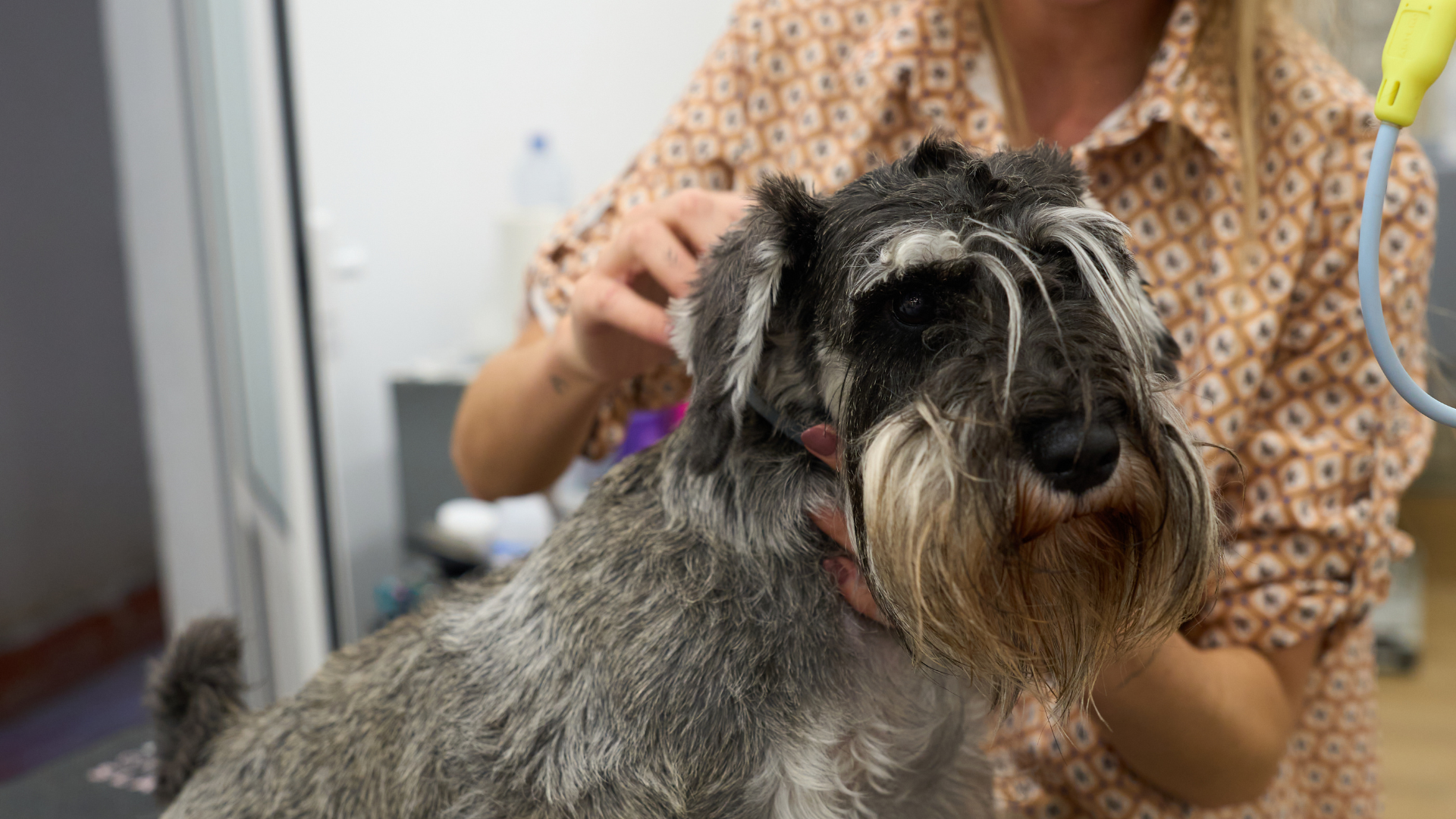 Small gray dog being groomed by a person in a patterned shirt indoors