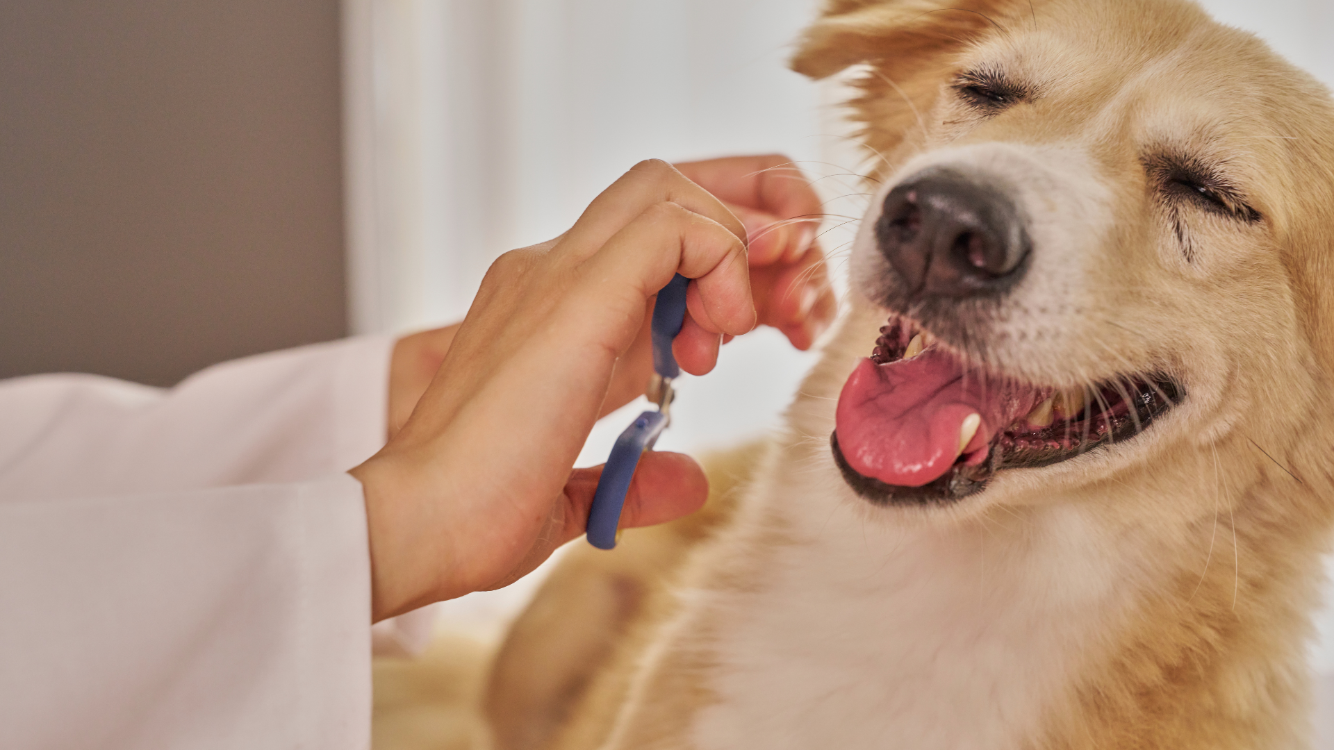 Dog getting a treat from a hand, mouth open and tongue out, indoors