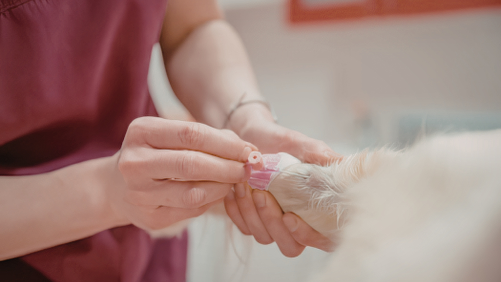 Hands trimming a fluffy white pet’s paw with nail clippers