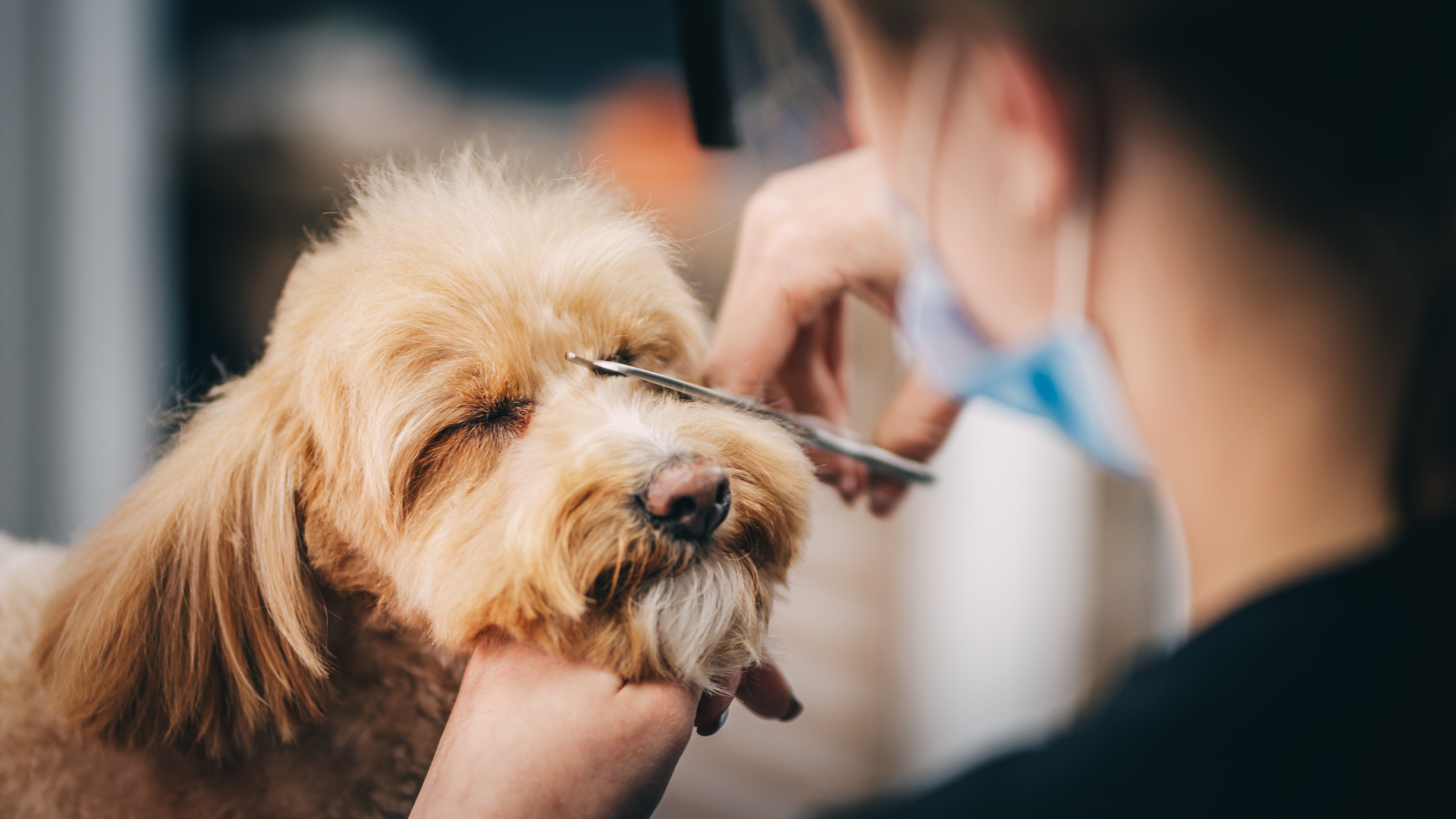 Small dog being groomed with scissors by a person in a salon