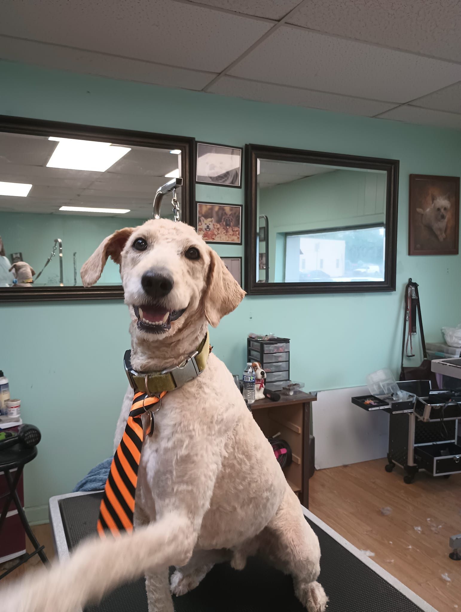 A happy, light-colored dog wearing an orange and black striped tie sits on a grooming table in a studio.