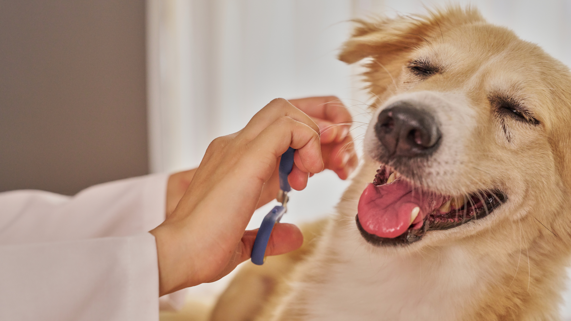 Veterinarian holding a dog’s paw while the happy tan dog pants with eyes closed