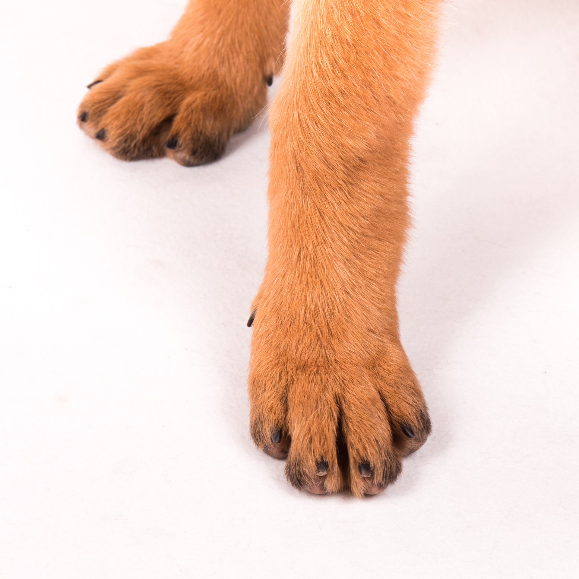A close-up of a dog's white, curly-haired paw being held, showing dark, matted, or dirty fur between the toes.