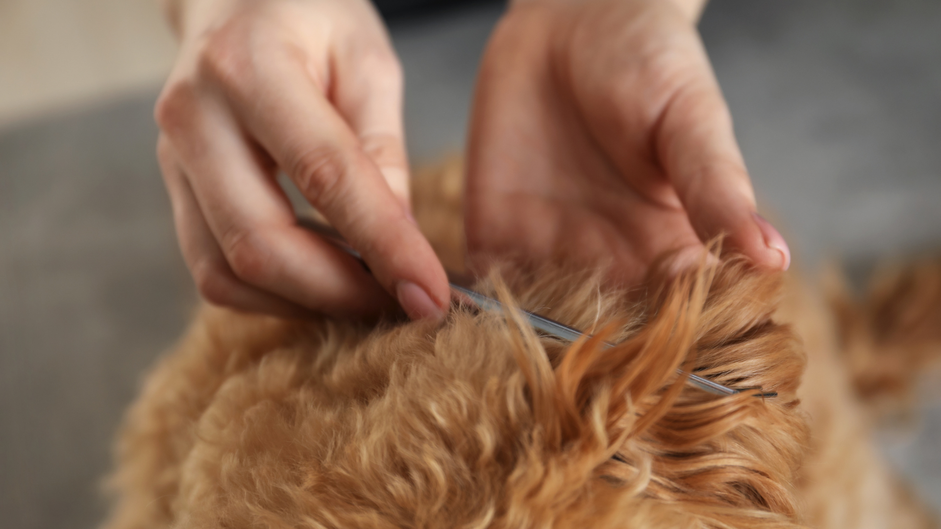 Professional groomer working to fix matted dog hair using a comb
Image Type: Photo
